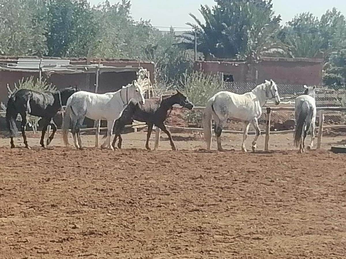 Dar Alfourssane Ferme D'Hote Варзазат Екстер'єр фото