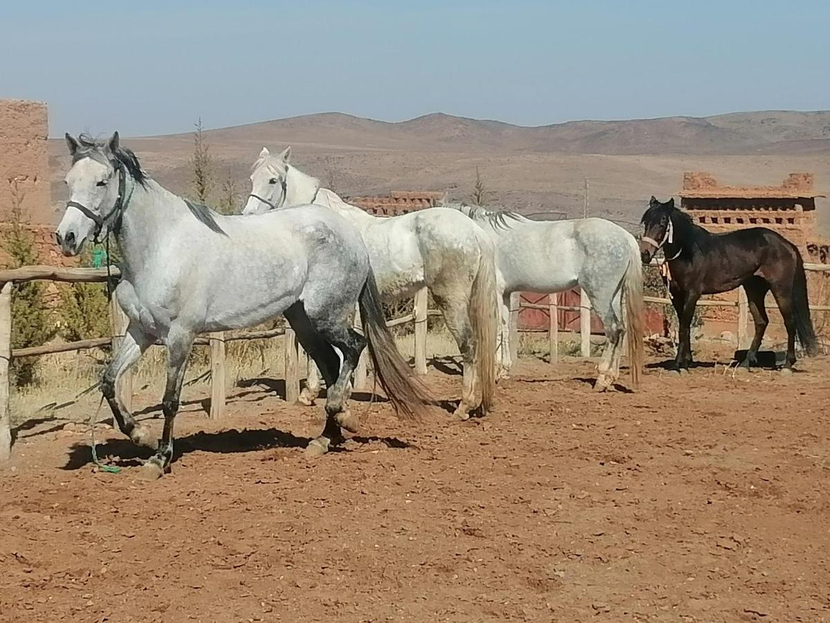 Dar Alfourssane Ferme D'Hote Варзазат Екстер'єр фото