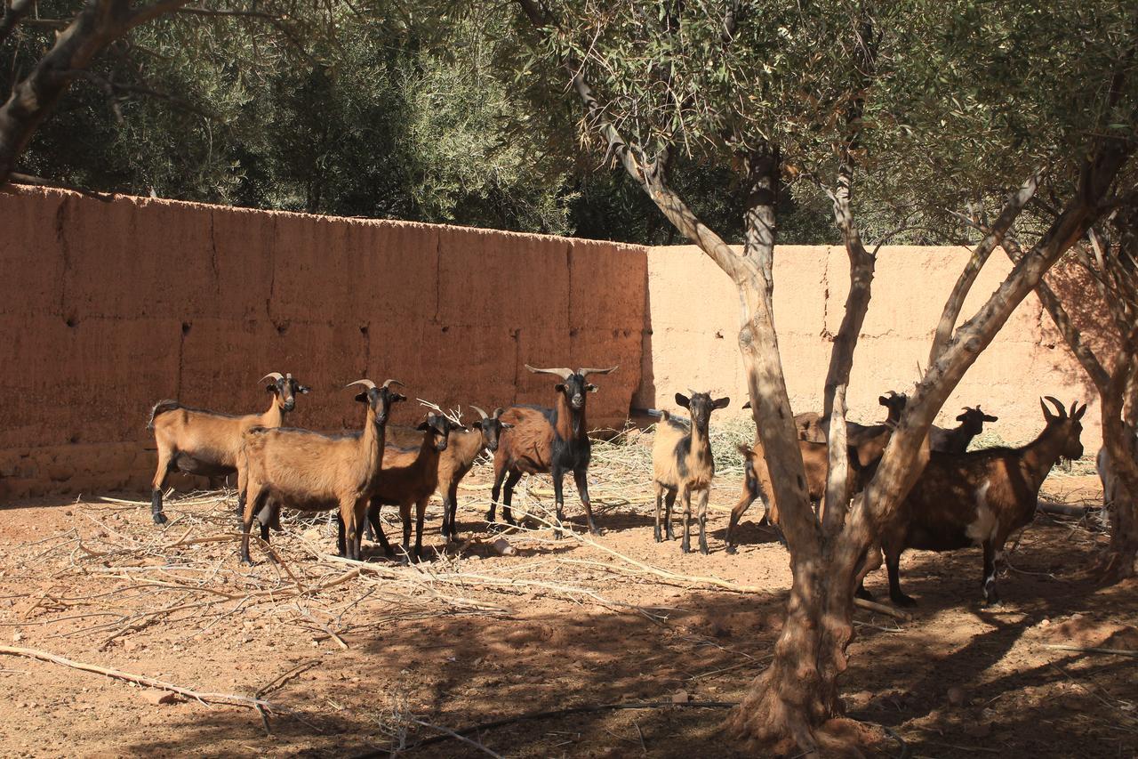 Dar Alfourssane Ferme D'Hote Варзазат Екстер'єр фото