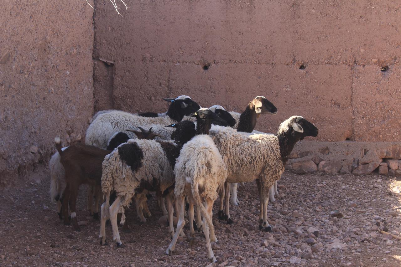 Dar Alfourssane Ferme D'Hote Варзазат Екстер'єр фото