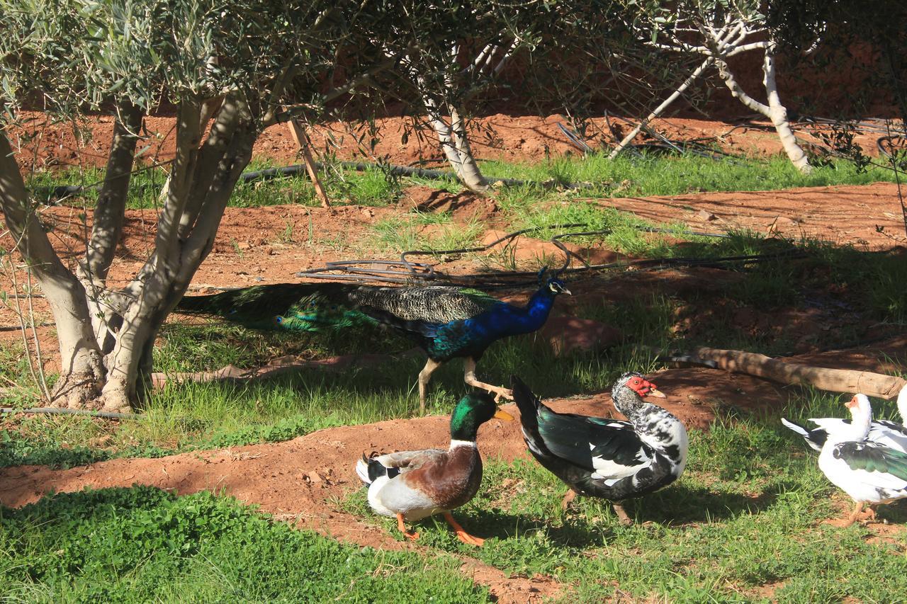 Dar Alfourssane Ferme D'Hote Варзазат Екстер'єр фото